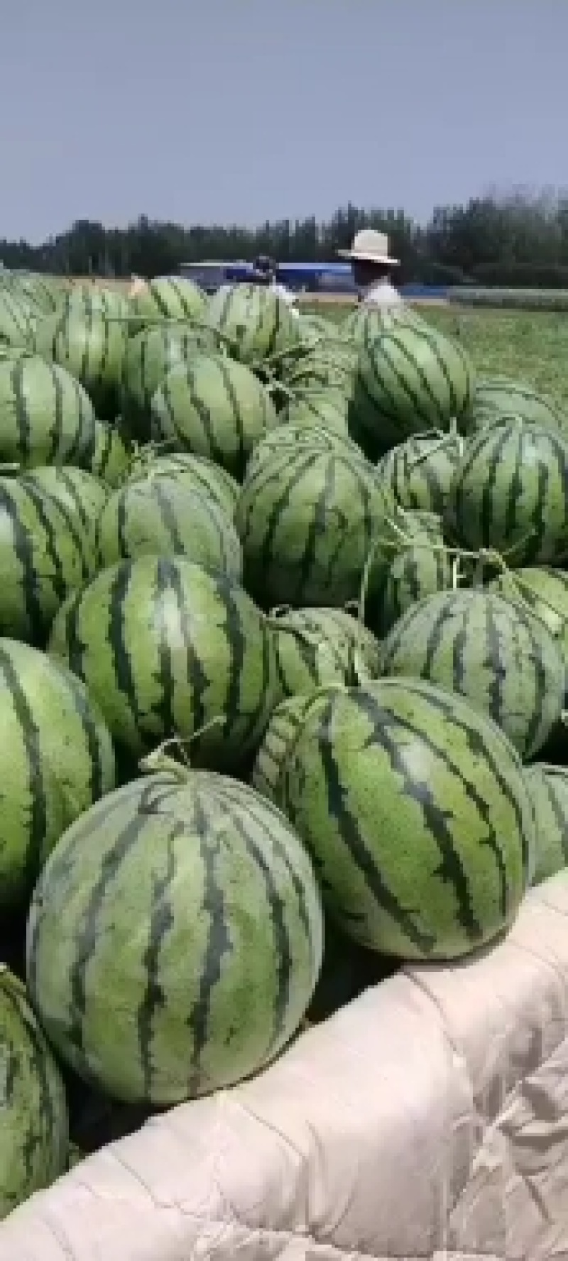 开园售卖中，美都西瓜