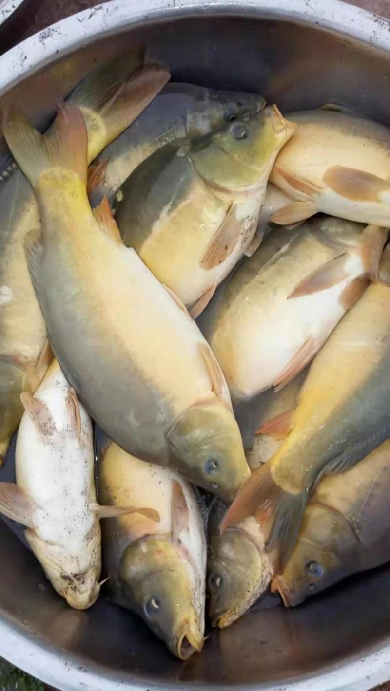 裸鲤鱼苗鱼场优质裸鲤鱼苗包运输提供技术指导及货到付款