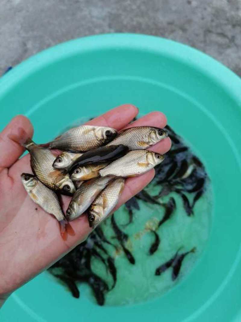 裸鲤鱼苗鱼场优质裸鲤鱼苗包运输提供技术指导及货到付款