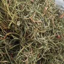 云南原生态小叶子化石草数量不多，质量保证