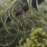 云南原生态小叶子化石草数量不多，质量保证