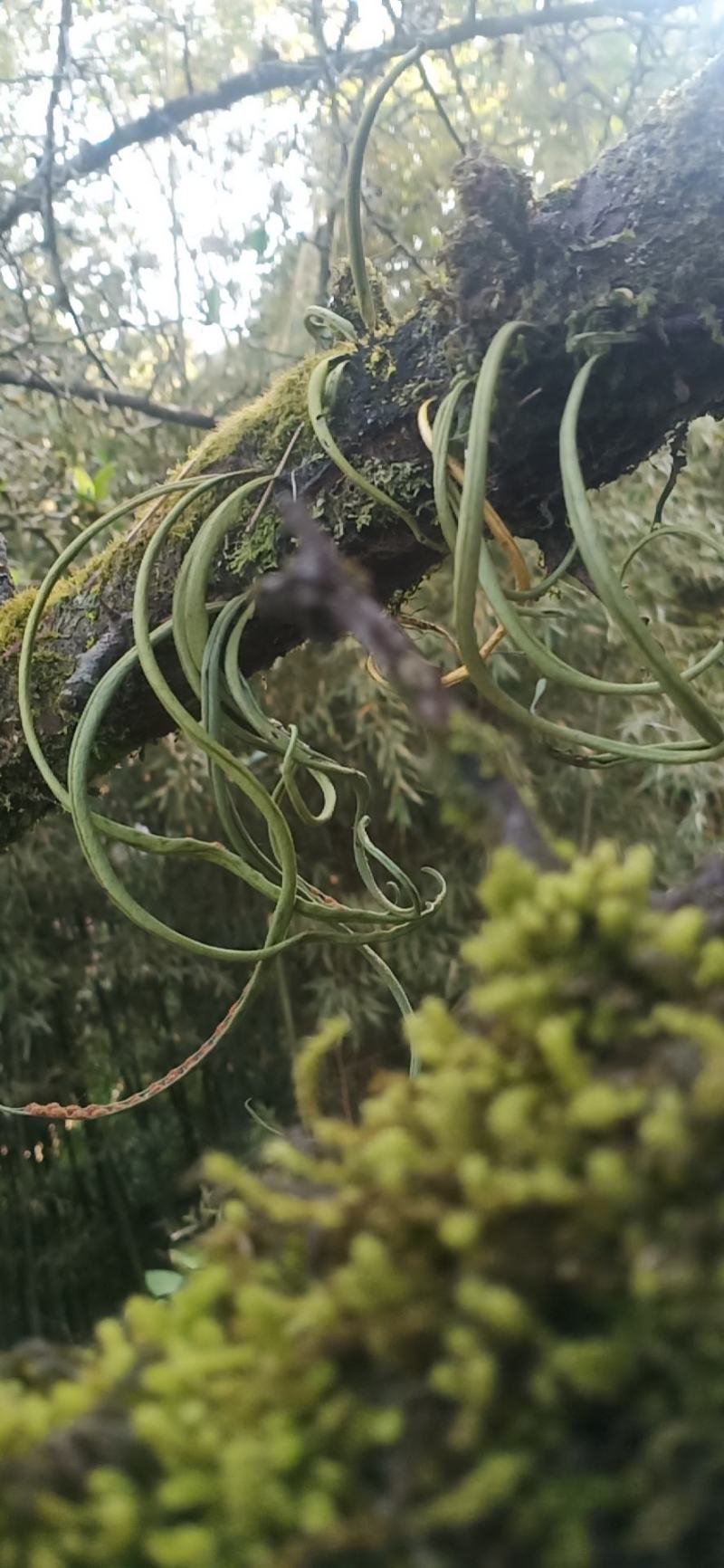 云南原生态小叶子化石草数量不多，质量保证