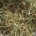 云南原生态小叶子化石草数量不多，质量保证