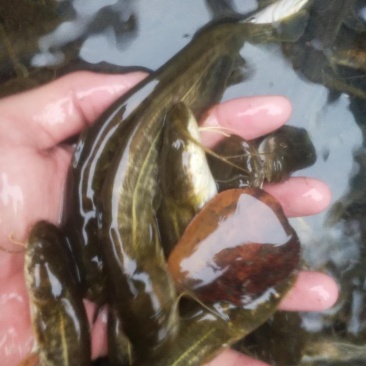 热销大口鲶鱼苗南方大口鲶鱼苗鱼场批发直供包运输下塘