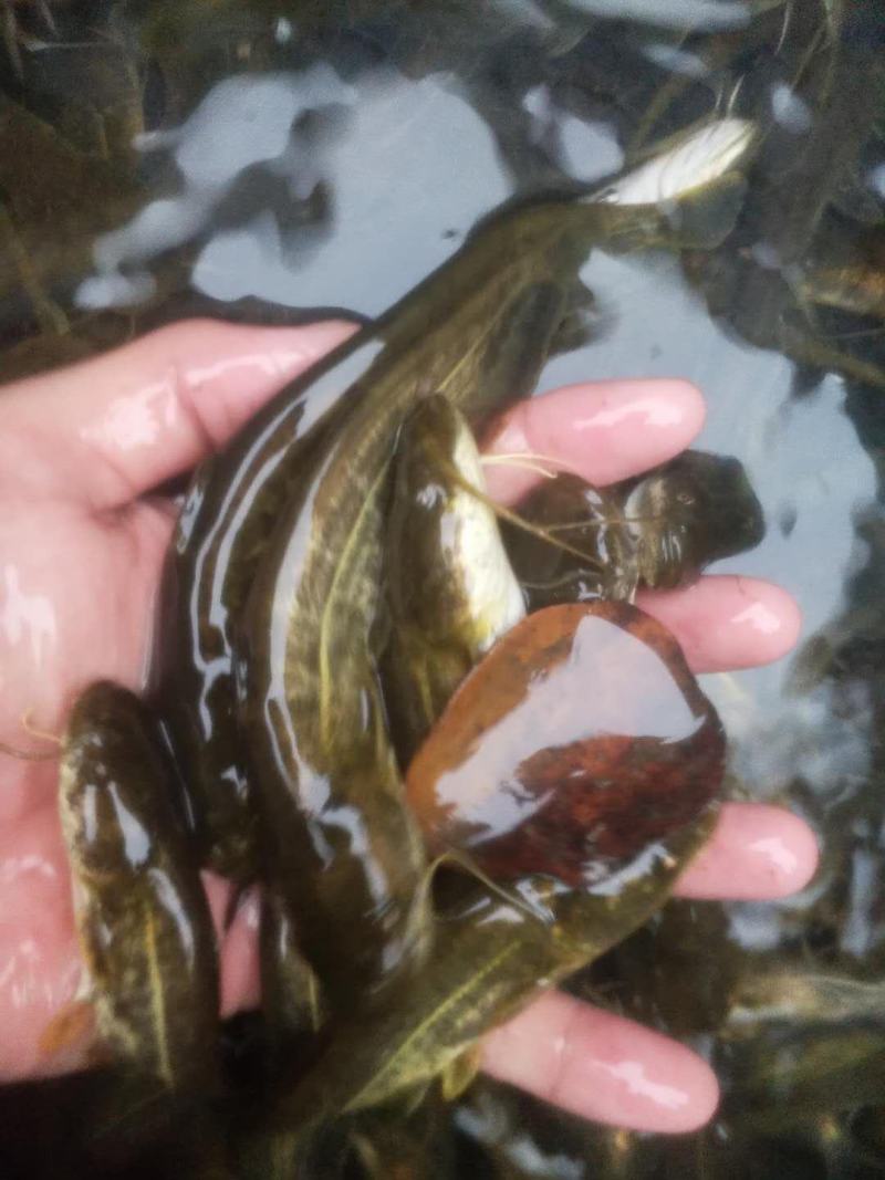 热销大口鲶鱼苗南方大口鲶鱼苗鱼场批发直供包运输下塘