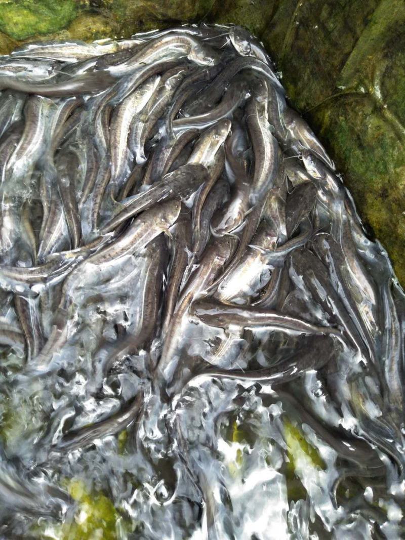 热销大口鲶鱼苗南方大口鲶鱼苗鱼场批发直供包运输下塘