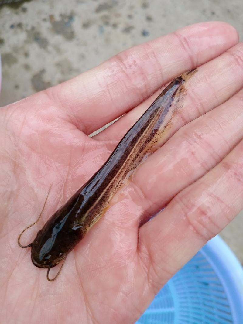 热销大口鲶鱼苗南方大口鲶鱼苗鱼场批发直供包运输下塘