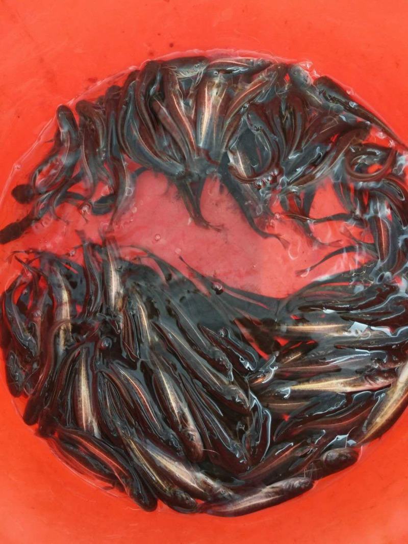 热销大口鲶鱼苗南方大口鲶鱼苗鱼场批发直供包运输下塘