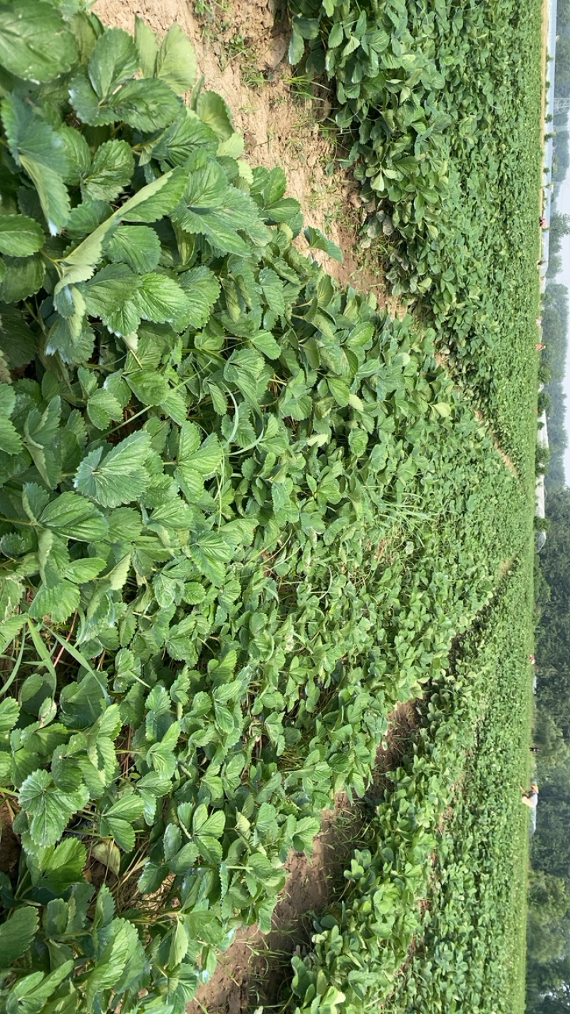 天仙醉草莓苗基地直发一手货源免费技术指导预售