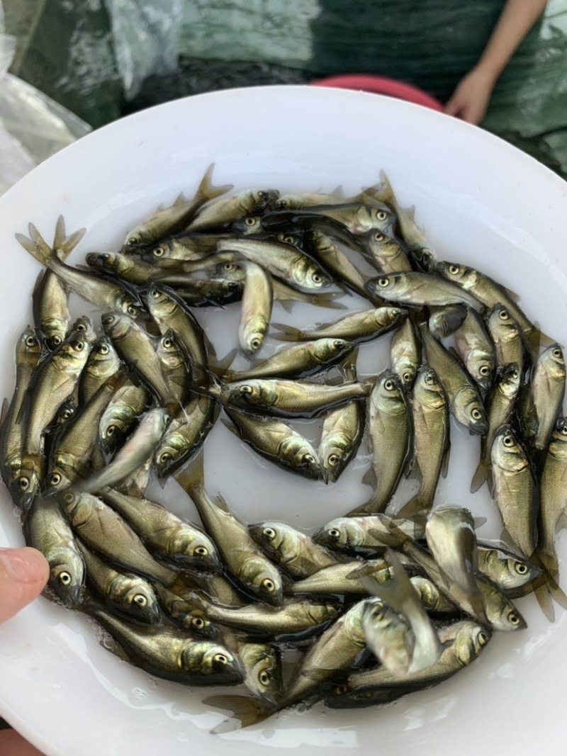 【荐】优质大头花鲢鱼苗，大量现货，支持全国各地发货