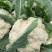 甘肃有机蔬菜、散花、定西散花大量批发、正在装车发货