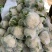 甘肃有机蔬菜、散花、定西散花大量批发、正在装车发货