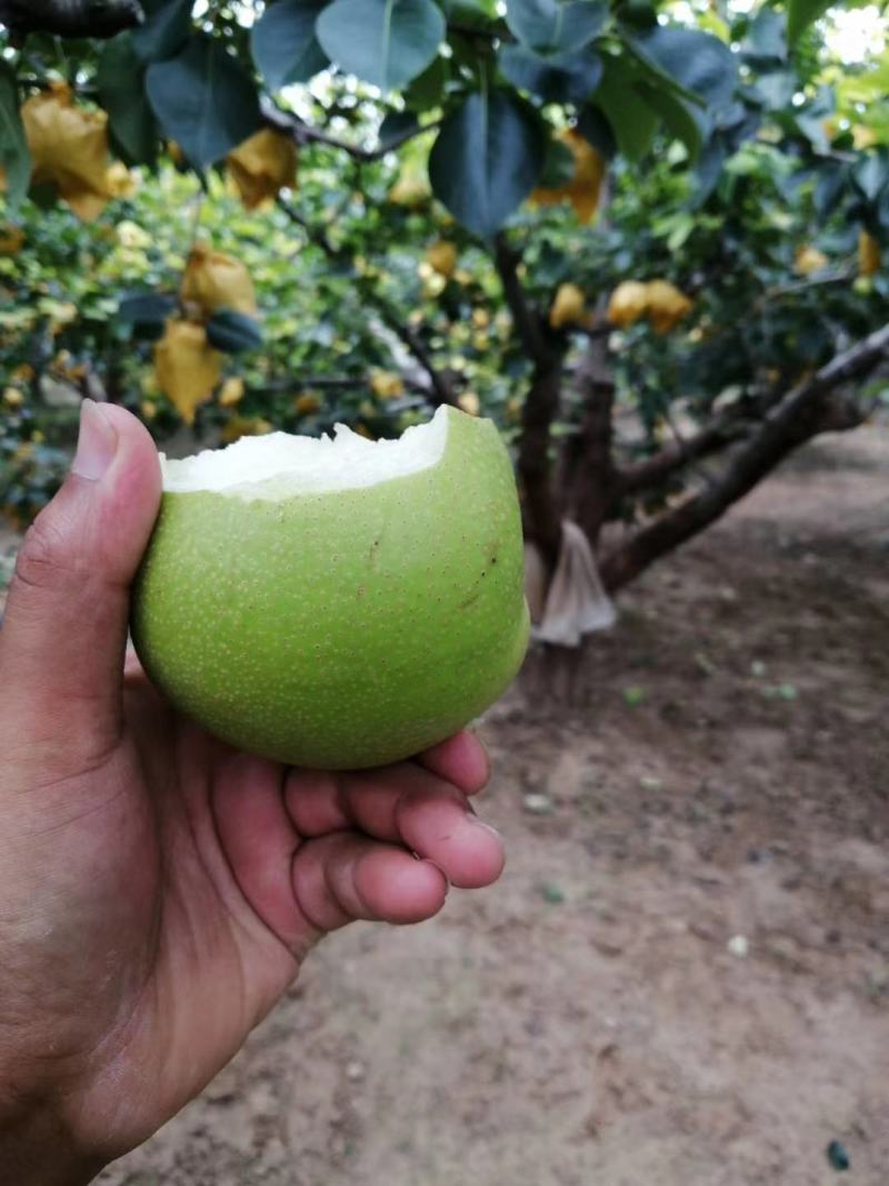 砀山翠冠梨，翠玉梨，黄冠梨开始上市，口感好