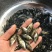 桂花，鳜鱼苗百万现货供应，量大优惠，抗病毒能力强。