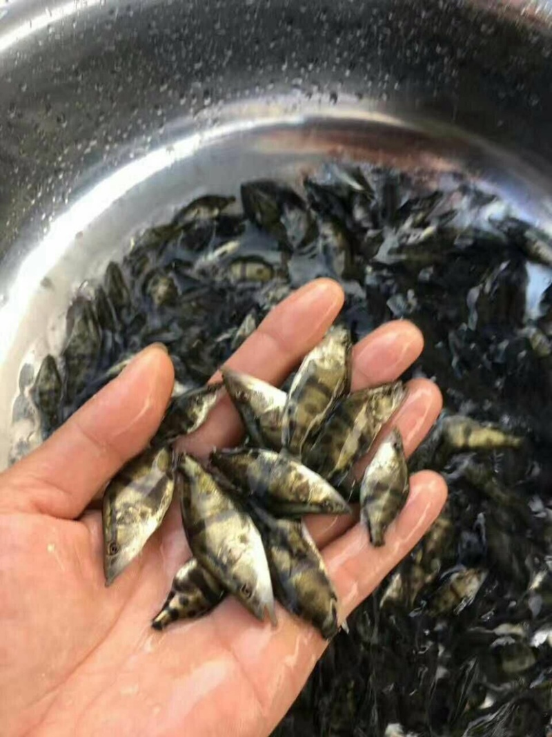 桂花，鳜鱼苗百万现货供应，量大优惠，抗病毒能力强。