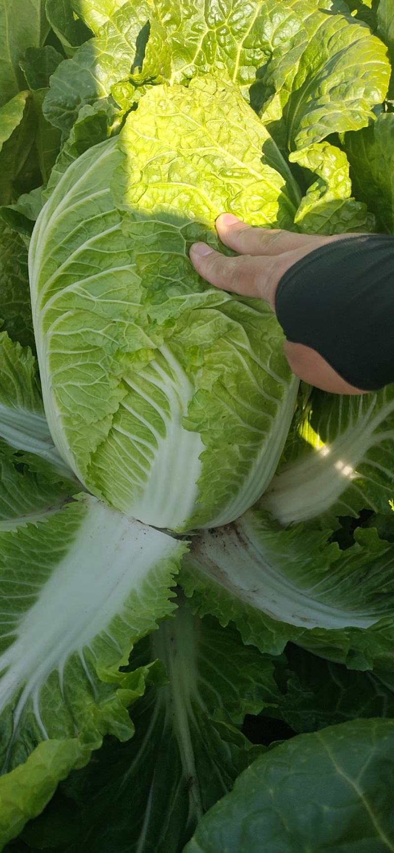 黄心大白菜精品玲珑黄质量保证正品