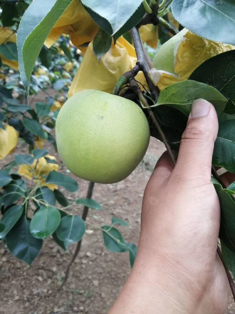 砀山青皇冠翠冠梨翠玉梨秋月口感脆甜产地直供