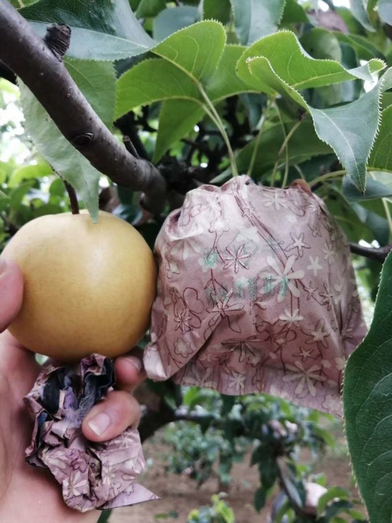 砀山青皇冠翠冠梨翠玉梨秋月口感脆甜产地直供