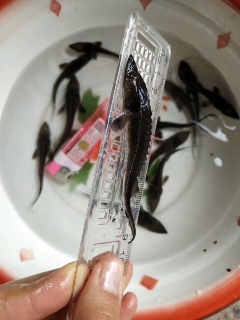 优质鲟鱼苗，支持全国发货，基地直供，价格实惠