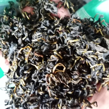 赶黄草，常年批发供应冷背中药材赶黄草，量大从优