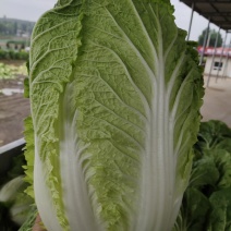 大白菜大量上市中