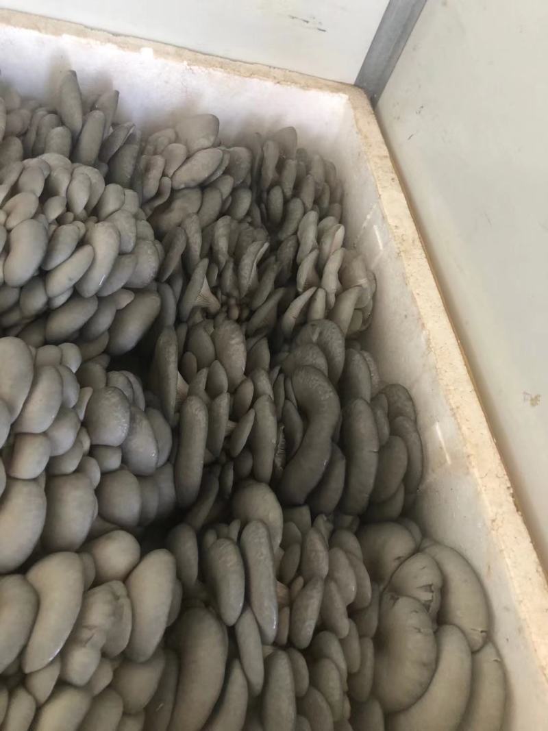内蒙精品特价
