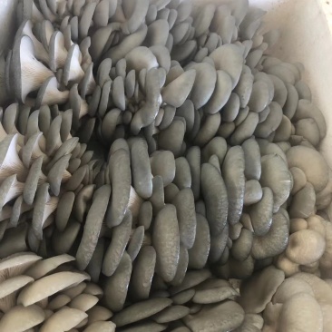 内蒙精品特价