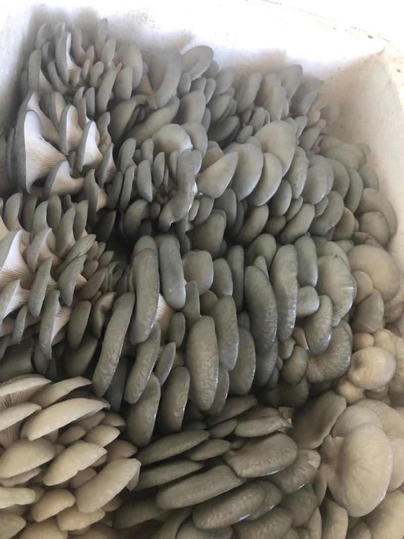 内蒙精品特价