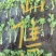 法国优质皇后芹菜苗