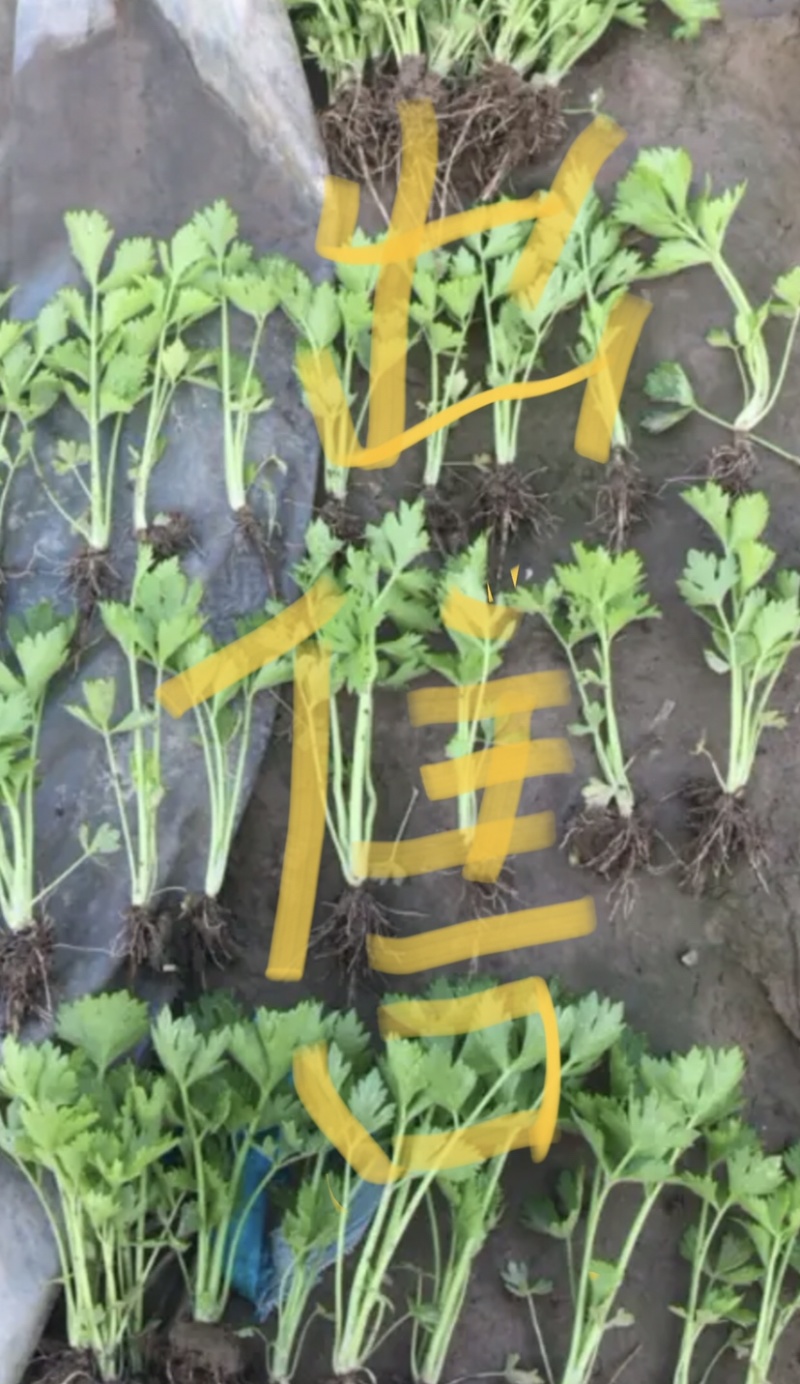 法国优质皇后芹菜苗