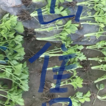 法国优质皇后芹菜苗