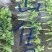 法国优质皇后芹菜苗