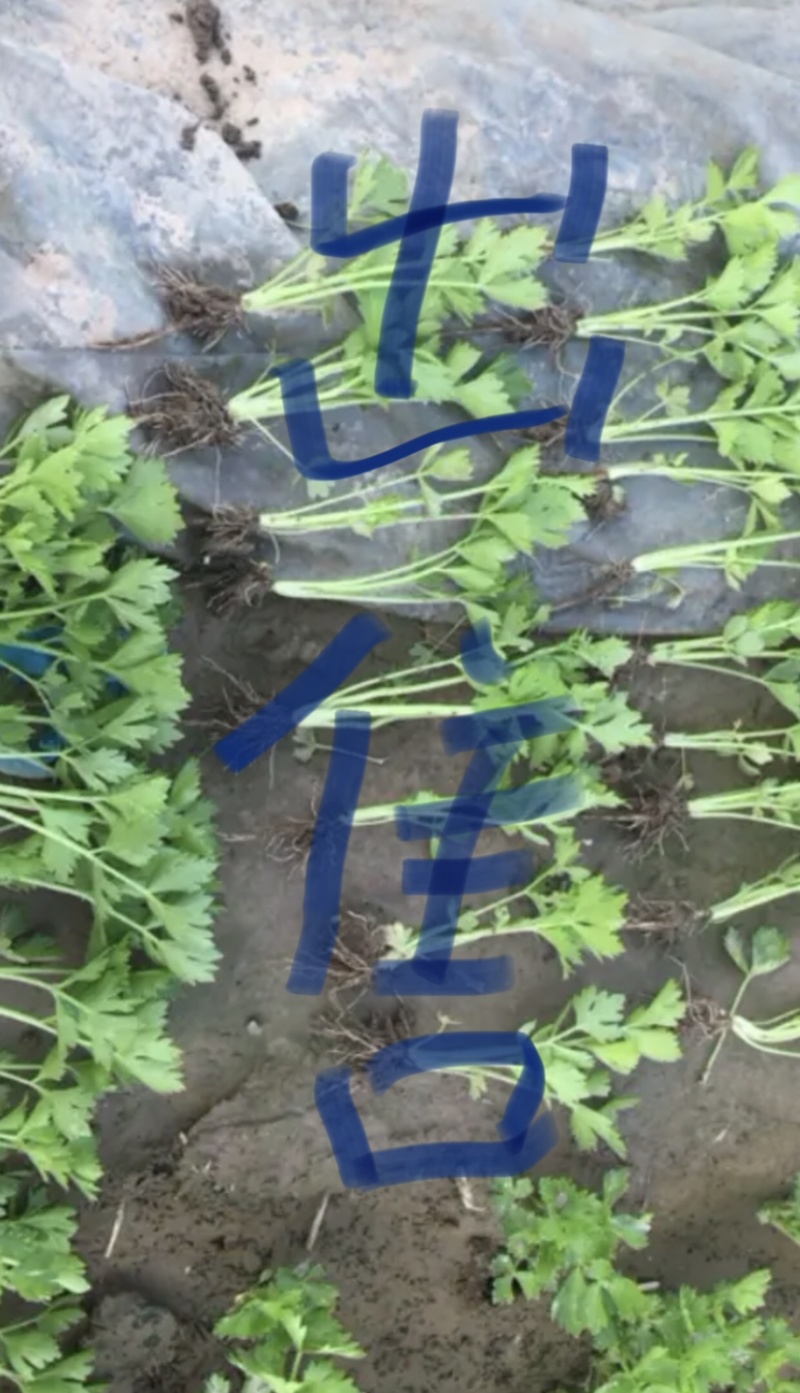 法国优质皇后芹菜苗