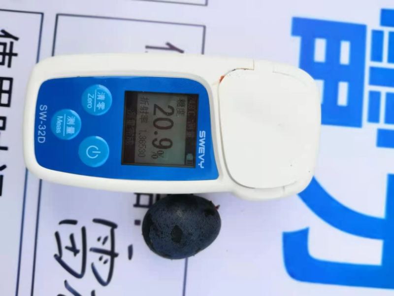 【畅销榜】河北邢台夏黑葡萄大量接单串型好巨甜糖度20.9