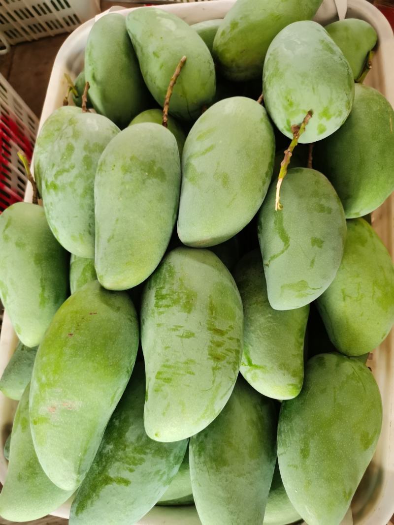 百色大青芒果，青皮大金煌，大芒果，品质保证，量大价格更优