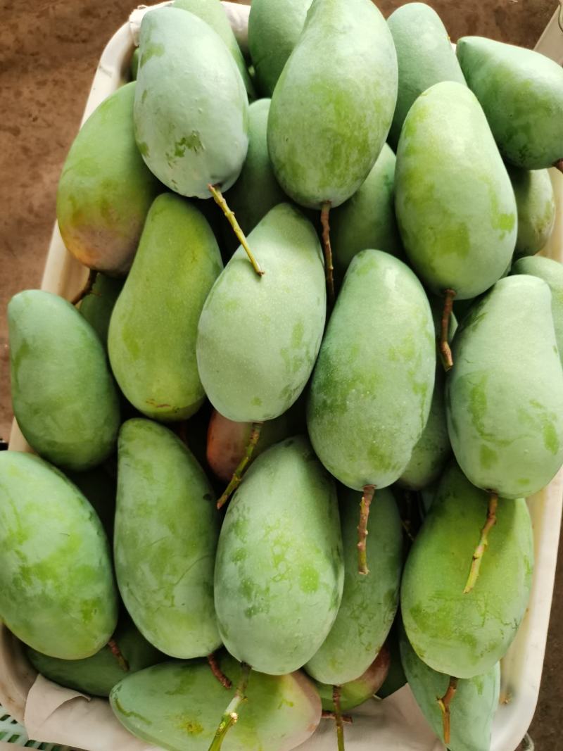 百色大青芒果，青皮大金煌，大芒果，品质保证，量大价格更优