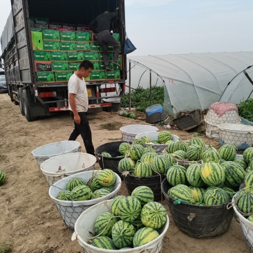盐城无籽美都西瓜，个头均匀，产地直发，可视频看货！
