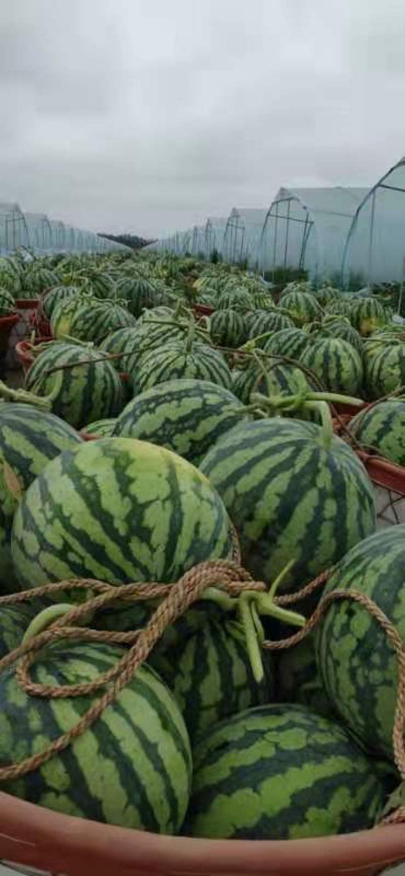 盐城无籽美都西瓜，个头均匀，产地直发，可视频看货！