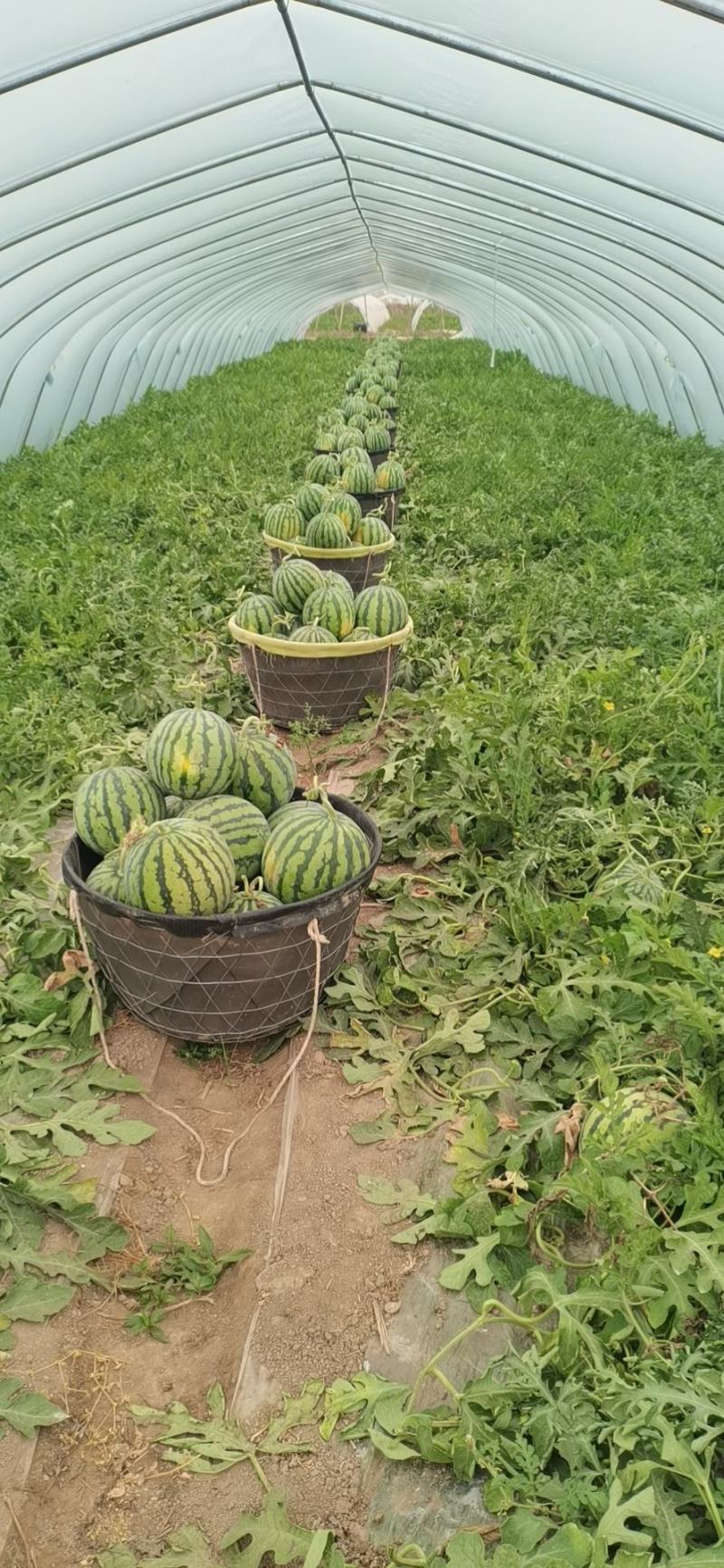 盐城无籽美都西瓜，个头均匀，产地直发，可视频看货！