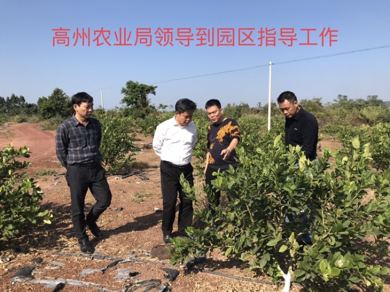海南台湾香水柠檬无籽薄皮多汁坡地种植香味浓郁现摘现发