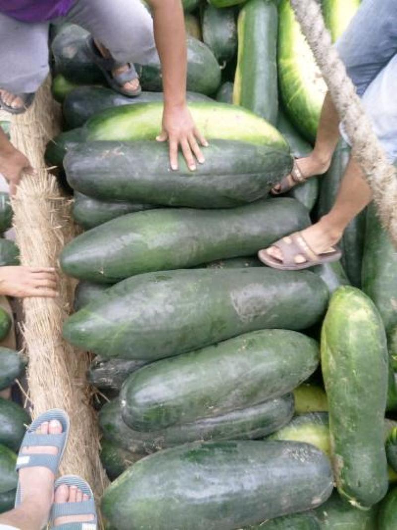 湖北万亩地冬瓜基地黑皮冬瓜地冬瓜个头大糖瓜菜瓜