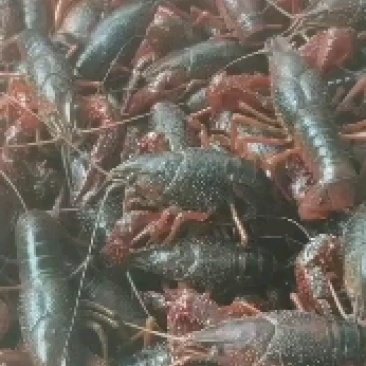 精品小龙虾