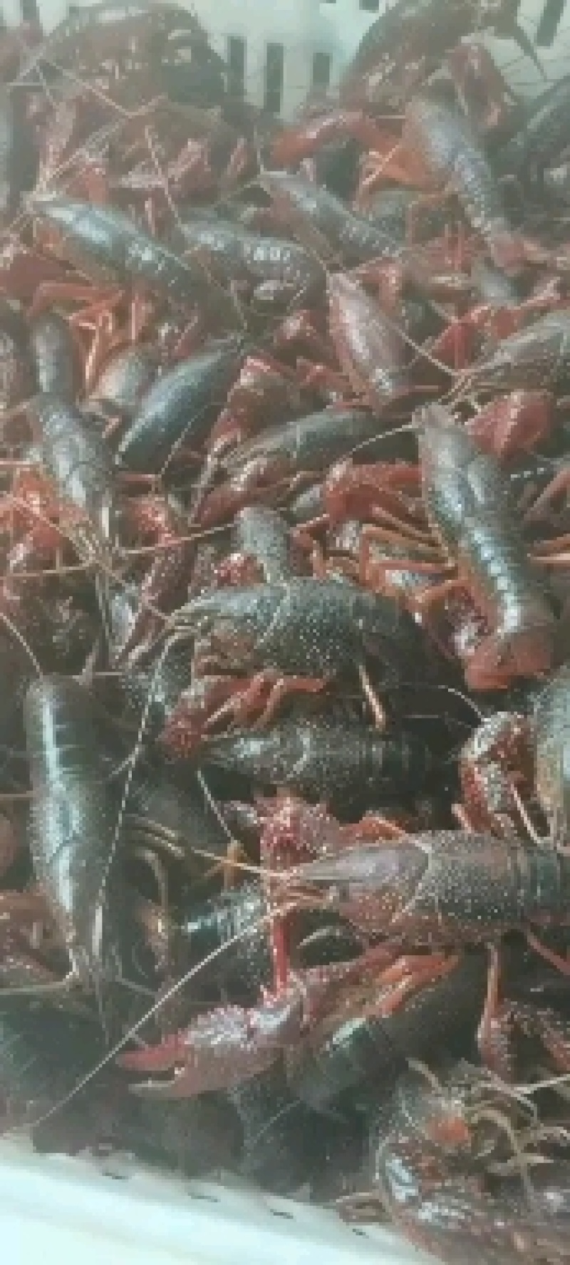 精品小龙虾
