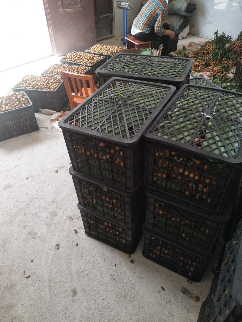 广西产地新品种黑黄皮大量上市