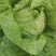 大白菜大量上市了