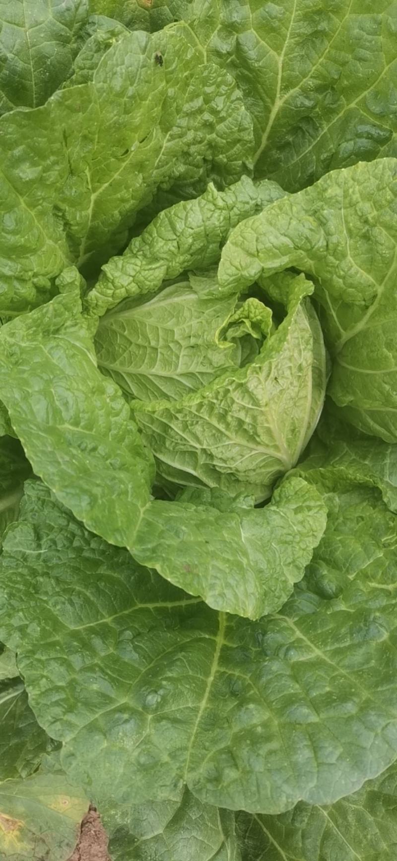 大白菜大量上市了