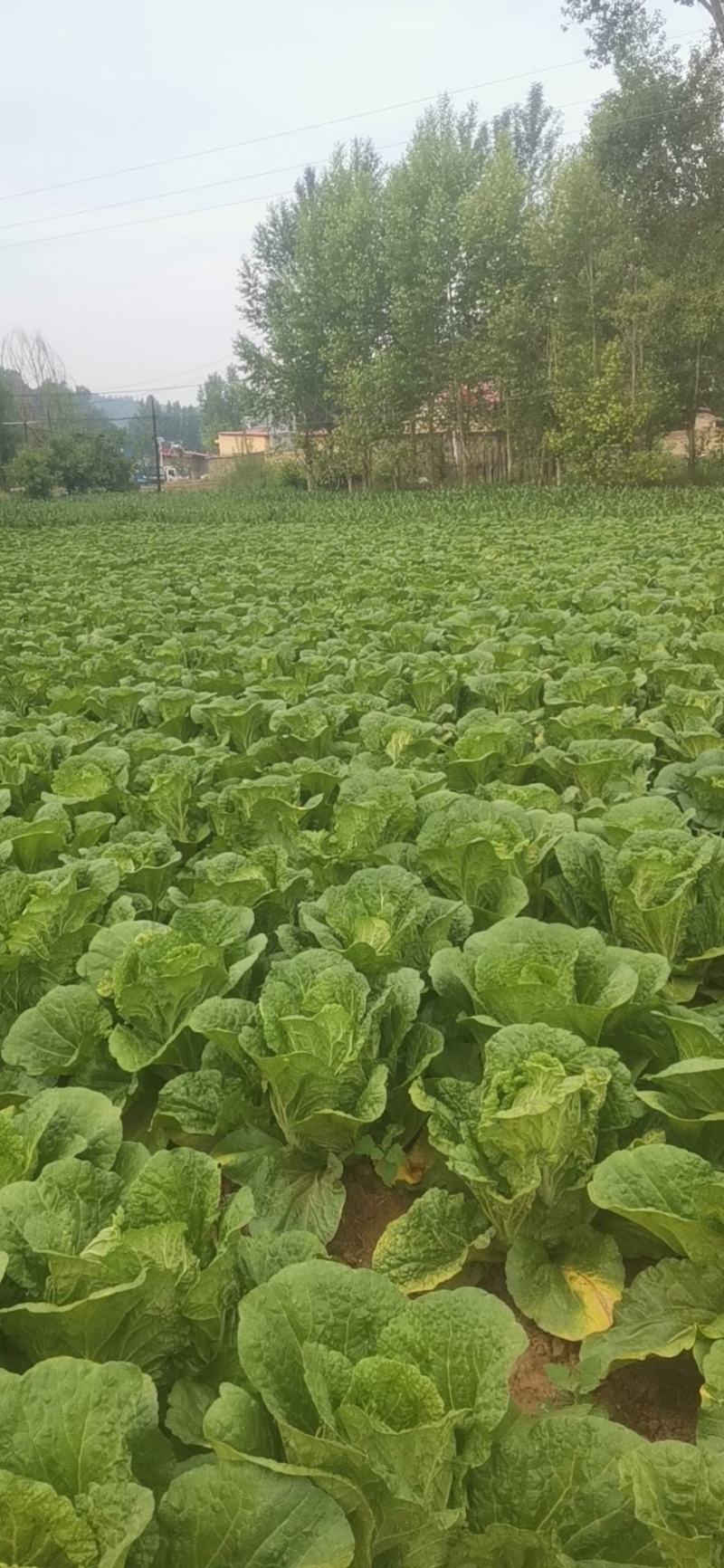 大白菜大量上市了