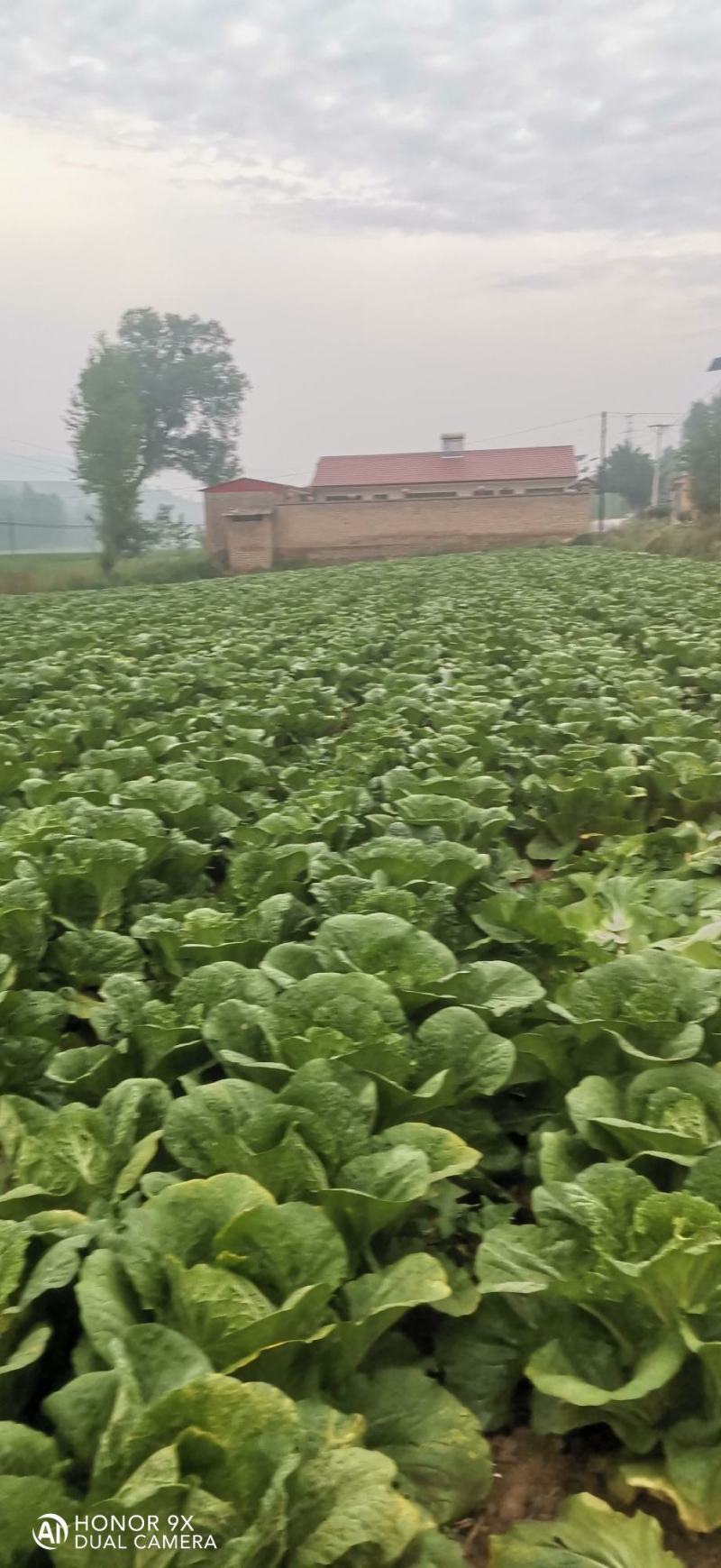 大白菜大量上市了