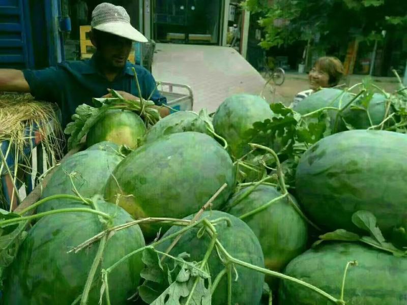 美国重茬王GPD登记品种自然沙甜老西瓜味