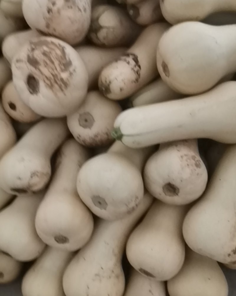 奶油南瓜，（加工厂）一手货源，产地直销。